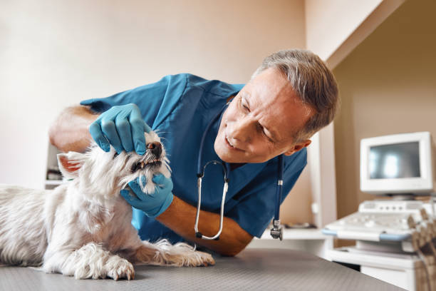 Best 24-Hour Emergency Dental Care in Bowling Green, VA
